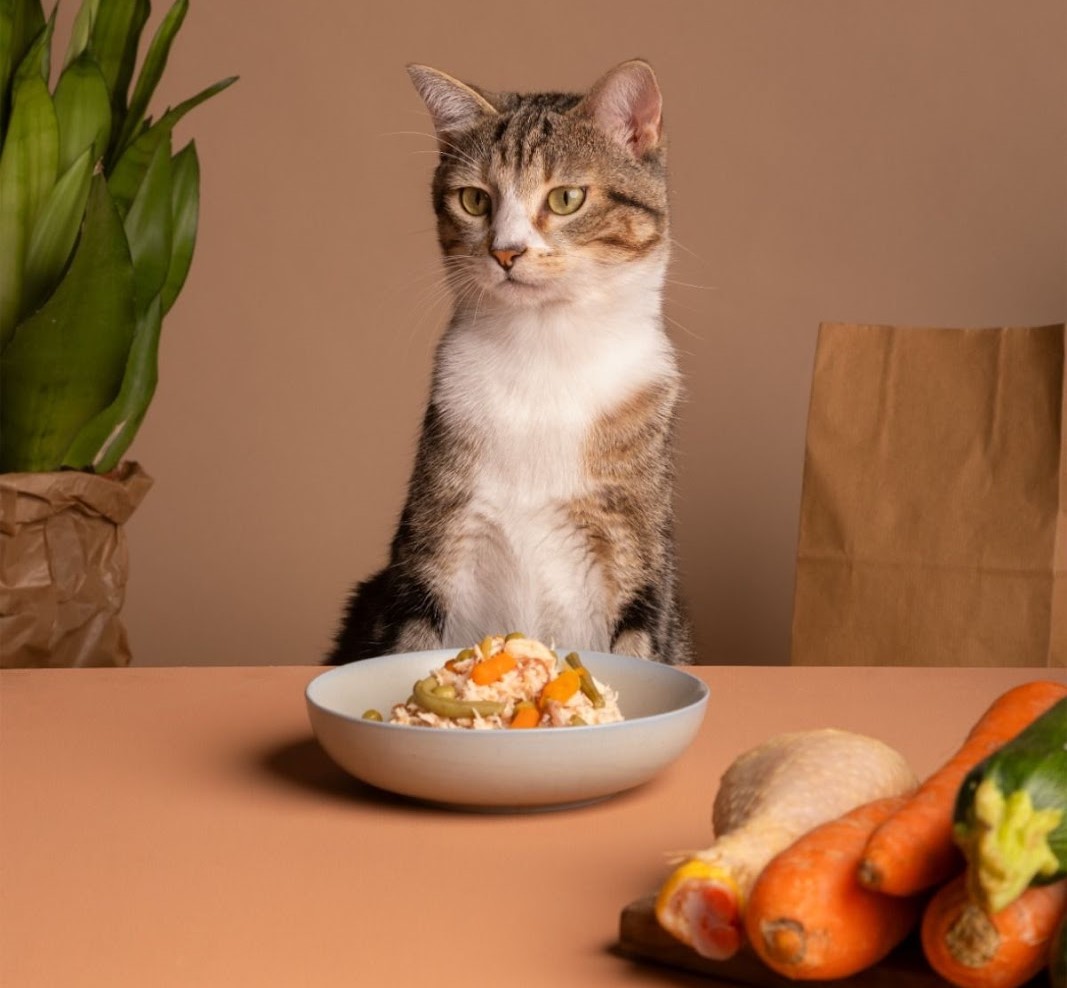 Домашняя еда или готовый корм для котов